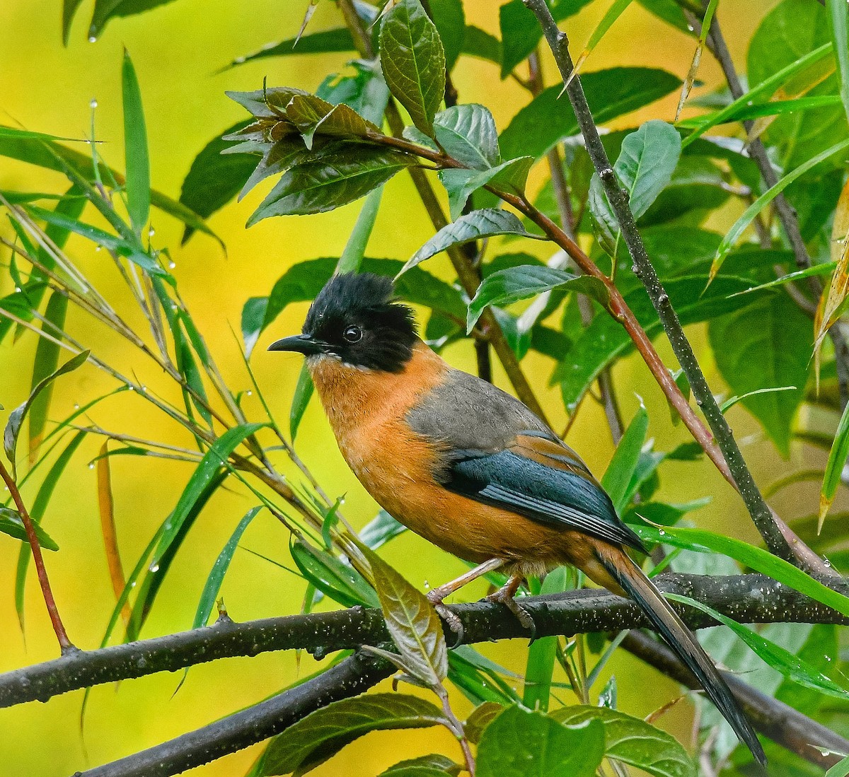 Rufous Sibia - ML636019795