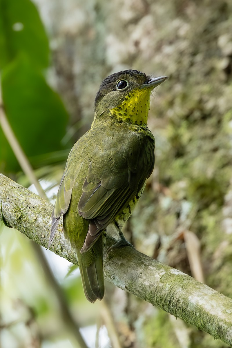 Brazilian Laniisoma - ML636019928