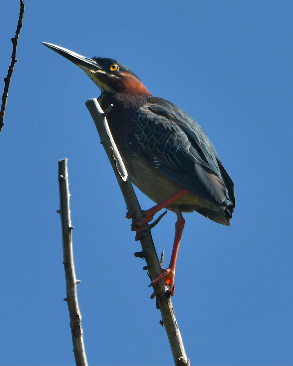 Green Heron - ML636019975