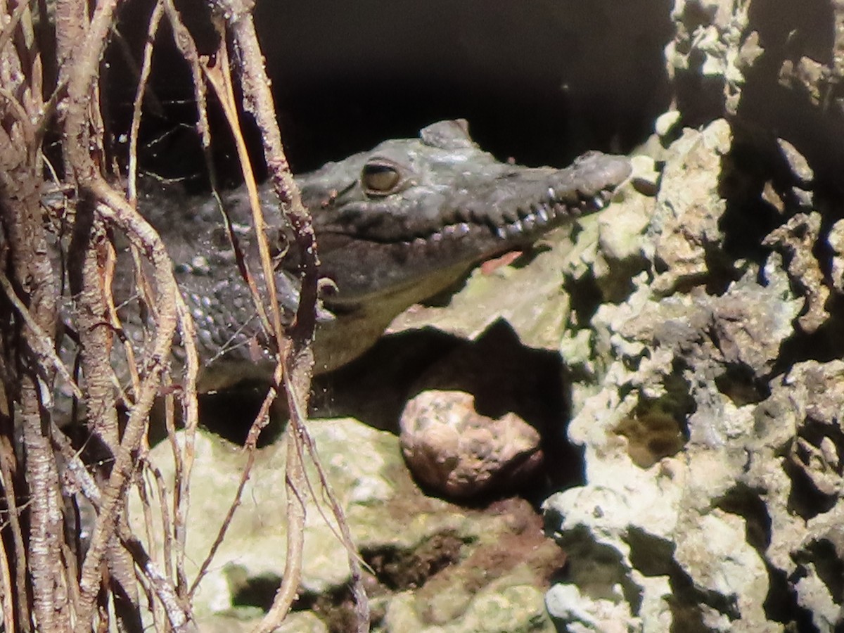 Animals - ML636019993