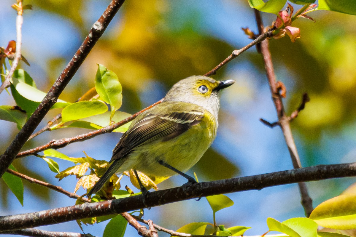 White-eyed Vireo - ML636020060