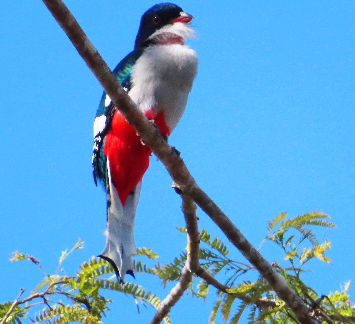 Cuban Trogon - ML636020076