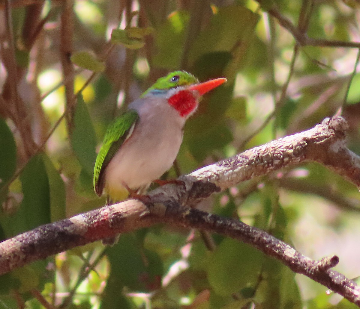 Cuban Tody - ML636020087