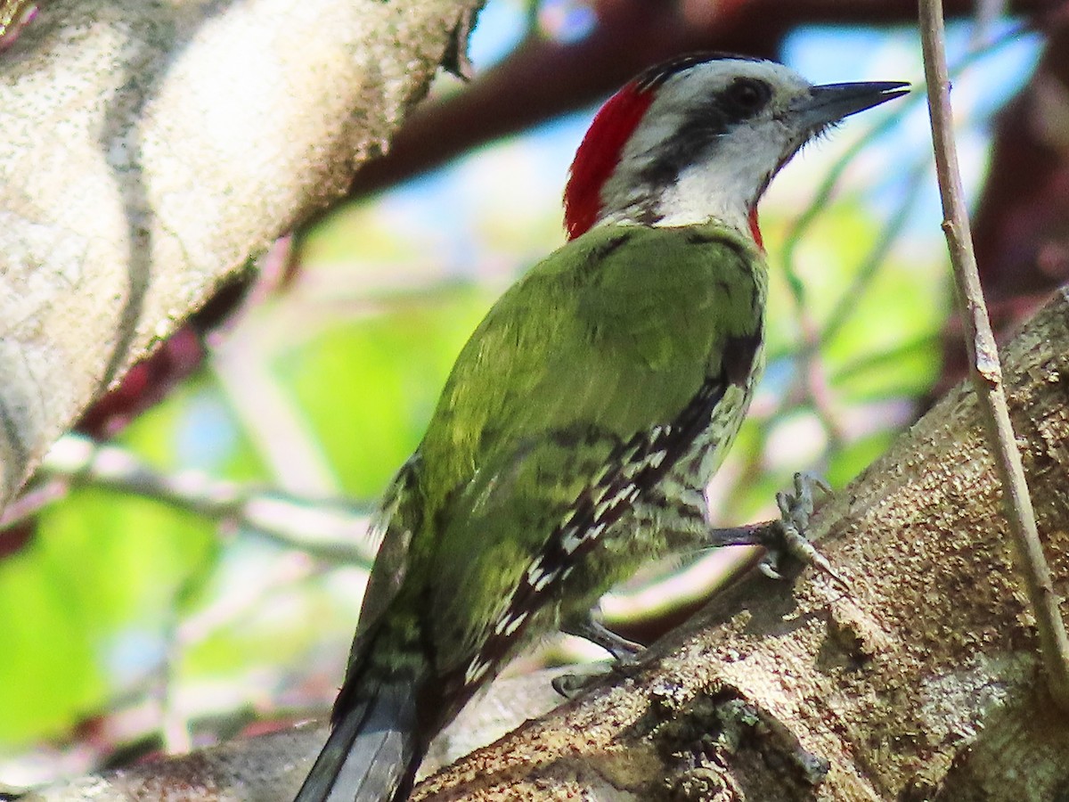 Cuban Green Woodpecker - ML636020095