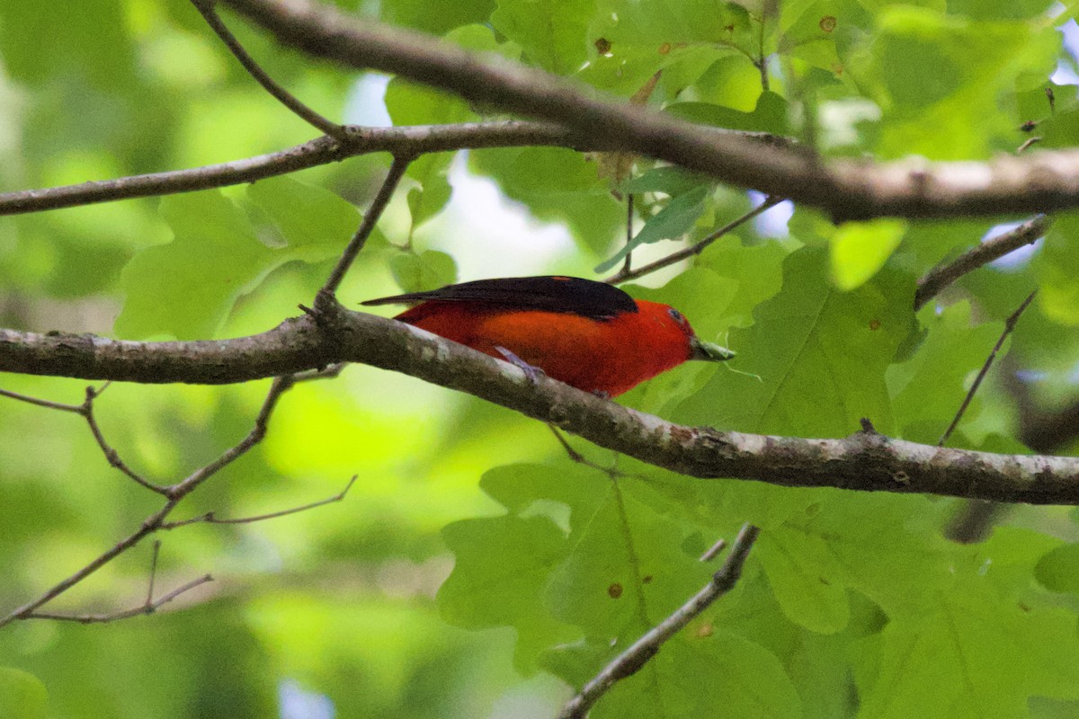 Scarlet Tanager - ML636020218