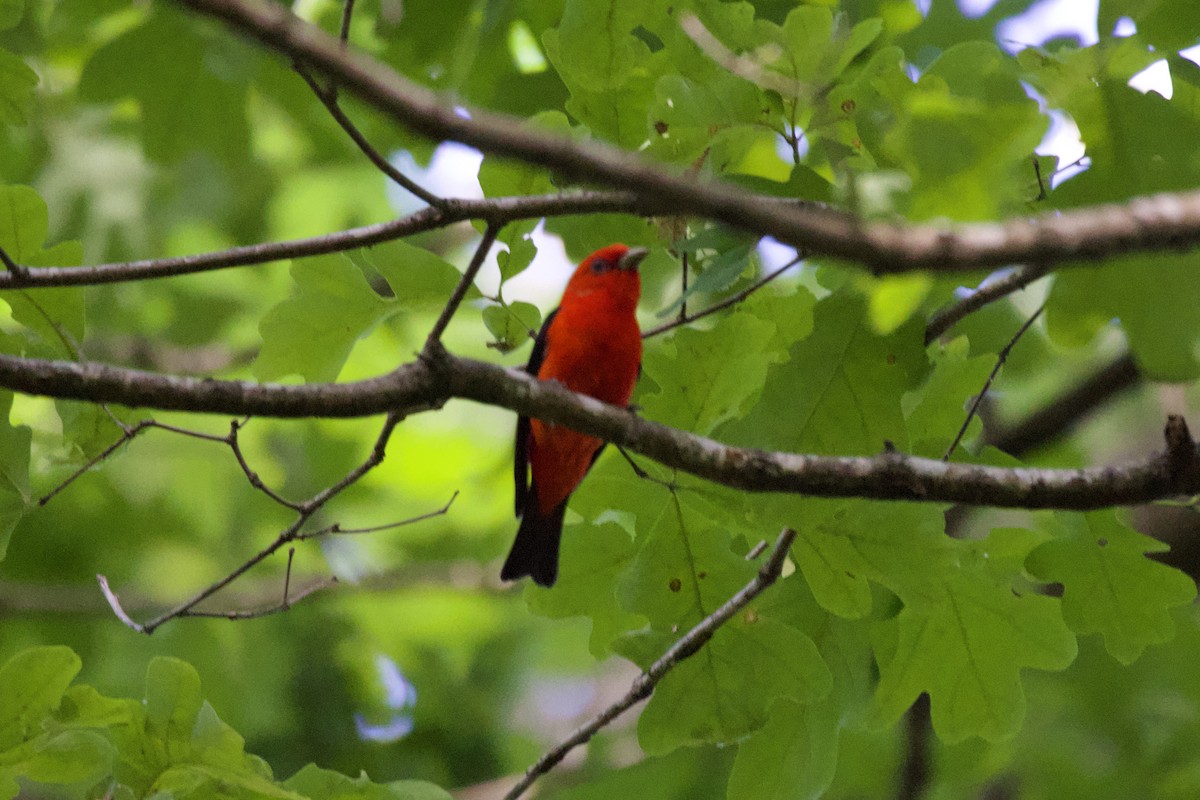 Scarlet Tanager - ML636020219