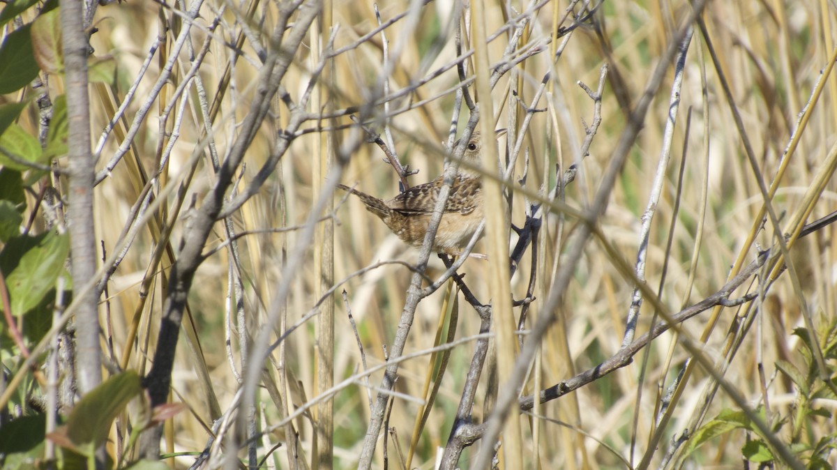 Sedge Wren - ML636020307
