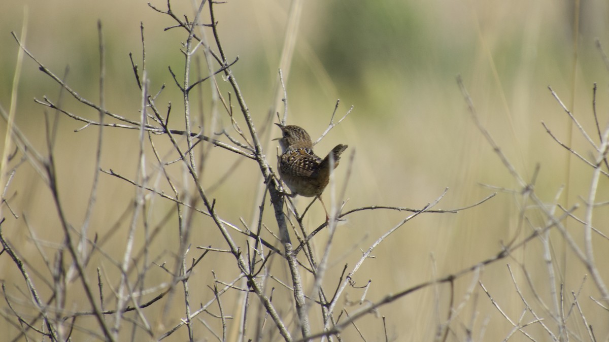 Sedge Wren - ML636020311