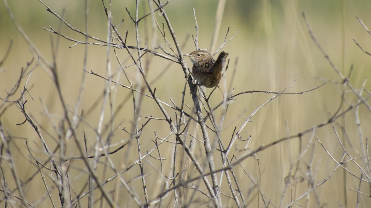 Sedge Wren - ML636020315