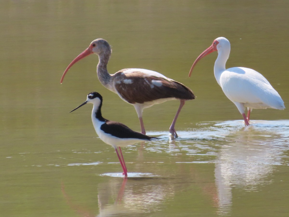 White Ibis - ML636020350
