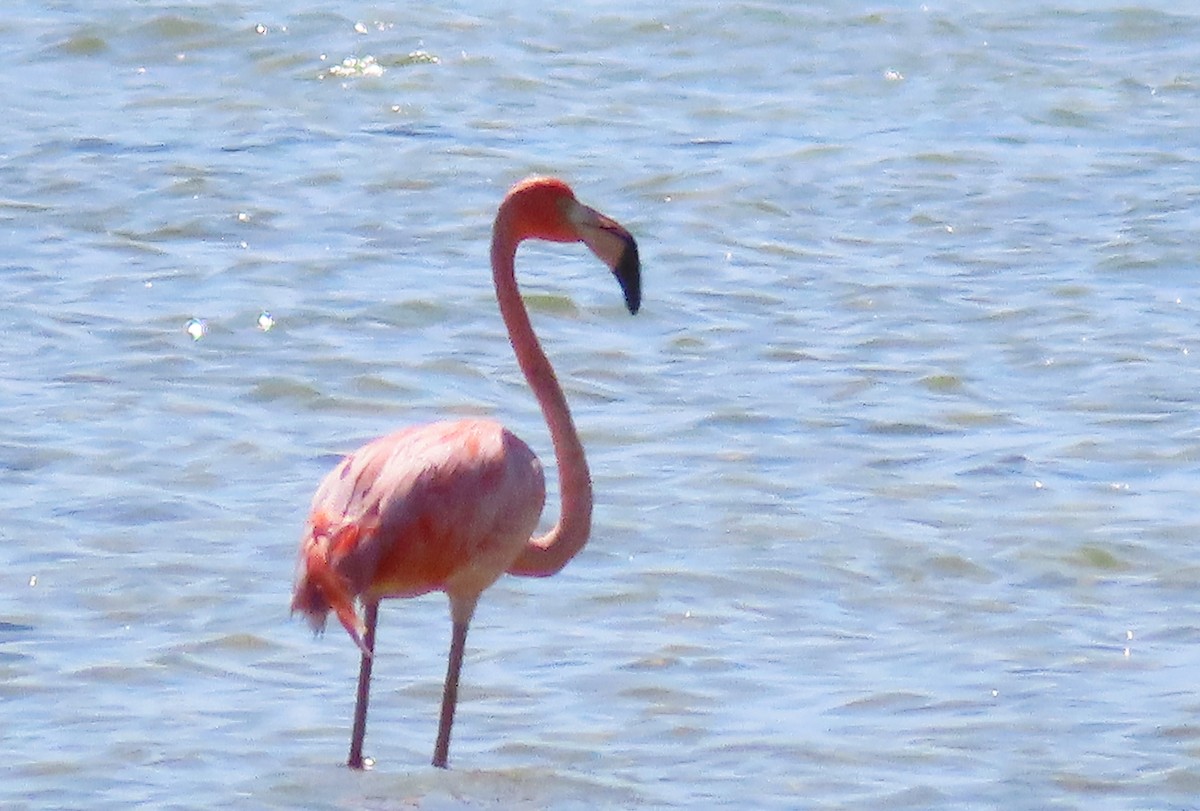 American Flamingo - ML636020368