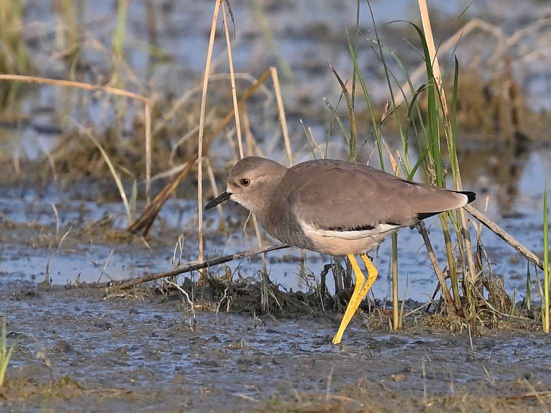 keptuška běloocasá - ML636020429