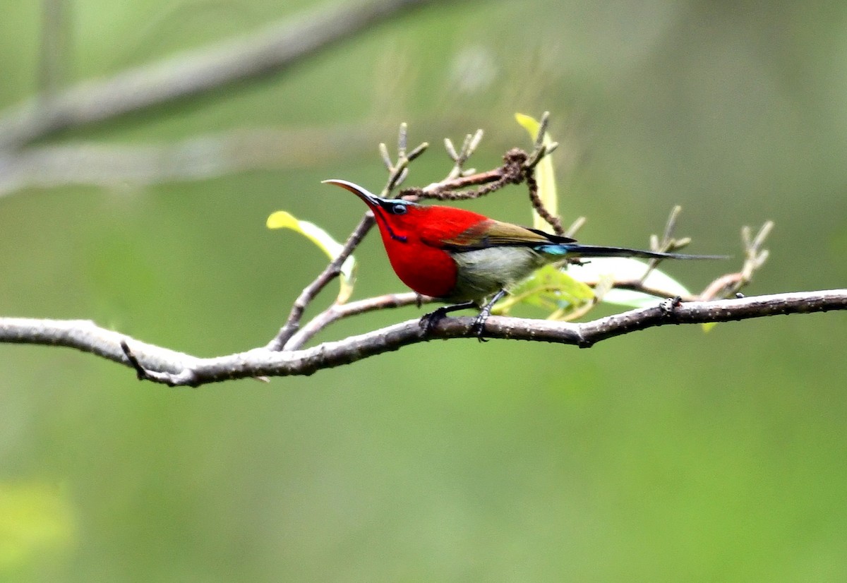 Crimson Sunbird - ML636020465
