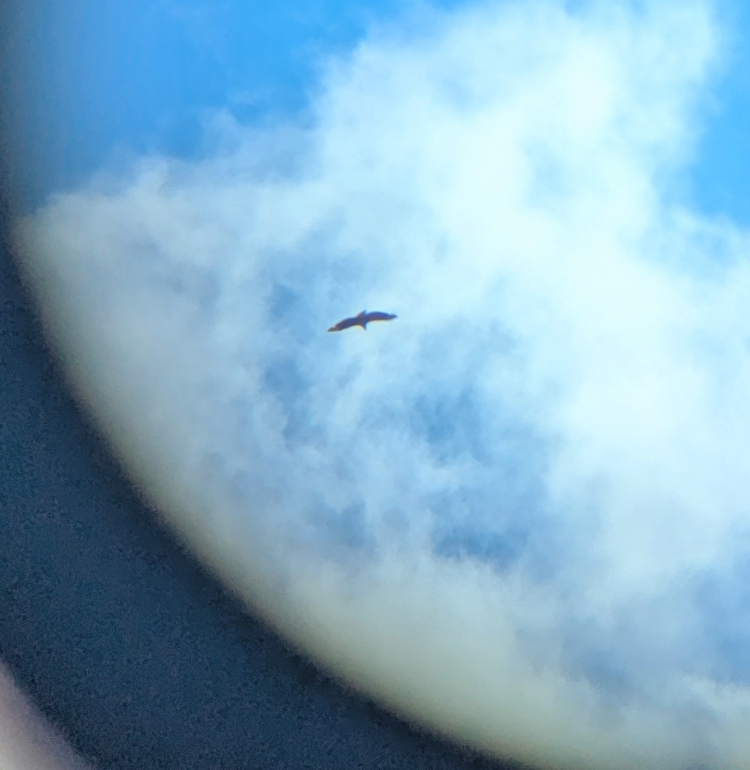 Black Vulture - ML636020534