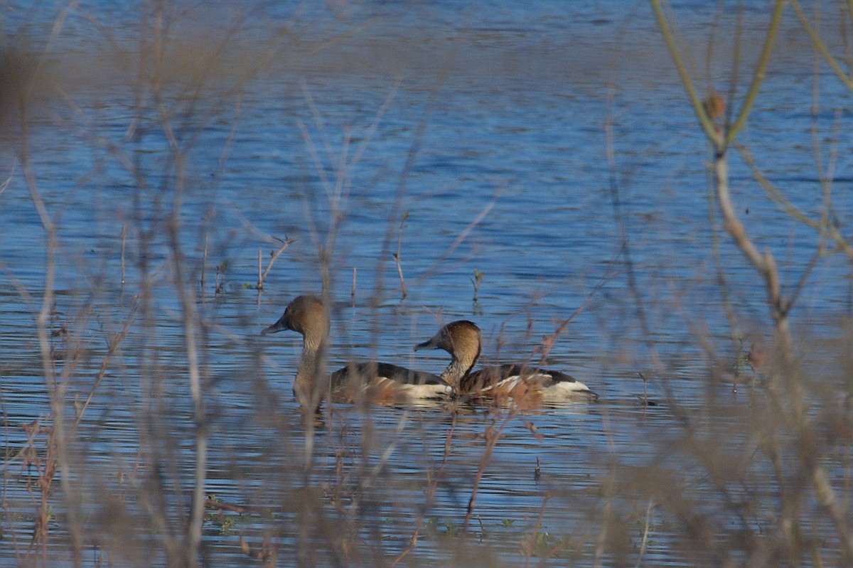 Fulvous Whistling-Duck - ML636020608
