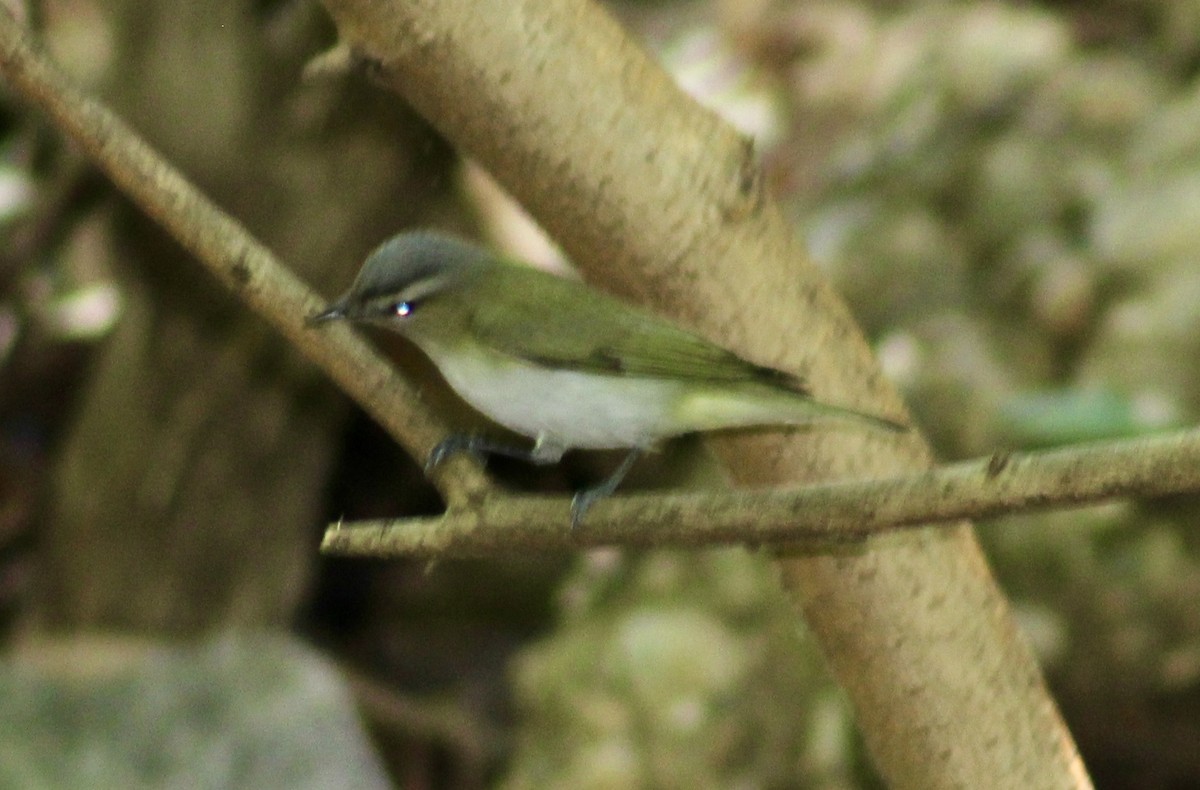 Red-eyed Vireo - ML636020635