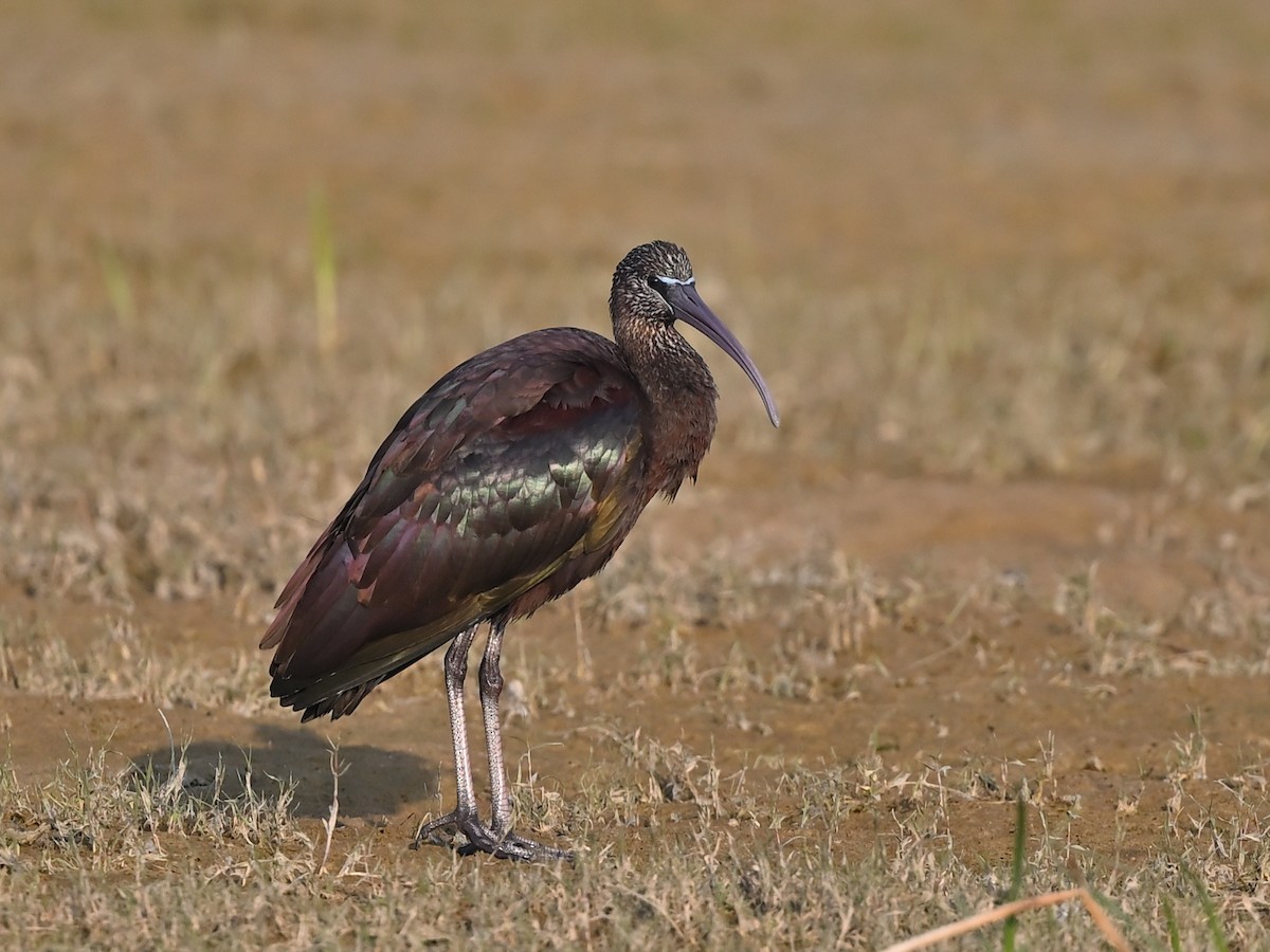 ibis hnědý - ML636020675