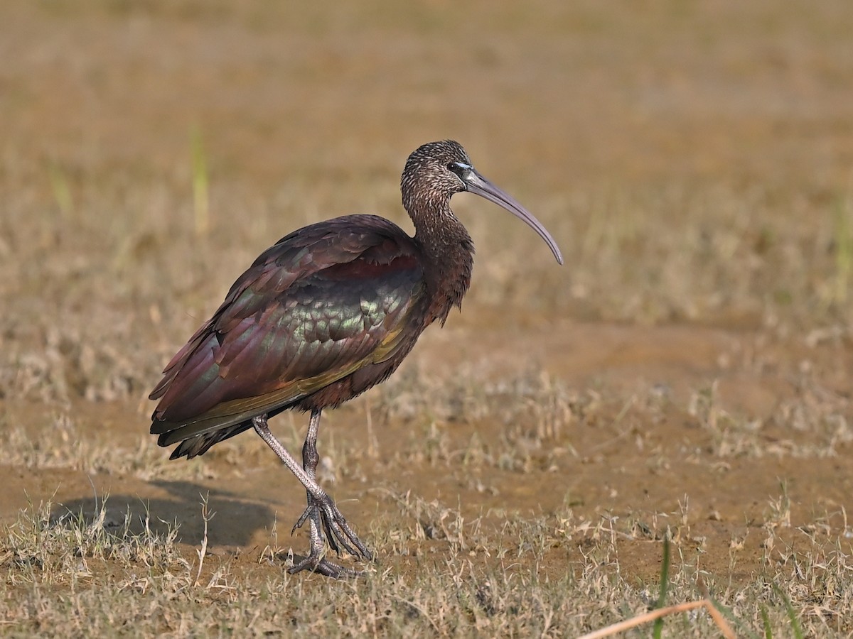 ibis hnědý - ML636020676