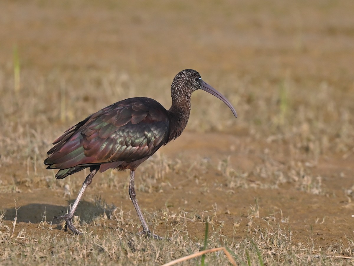 ibis hnědý - ML636020677