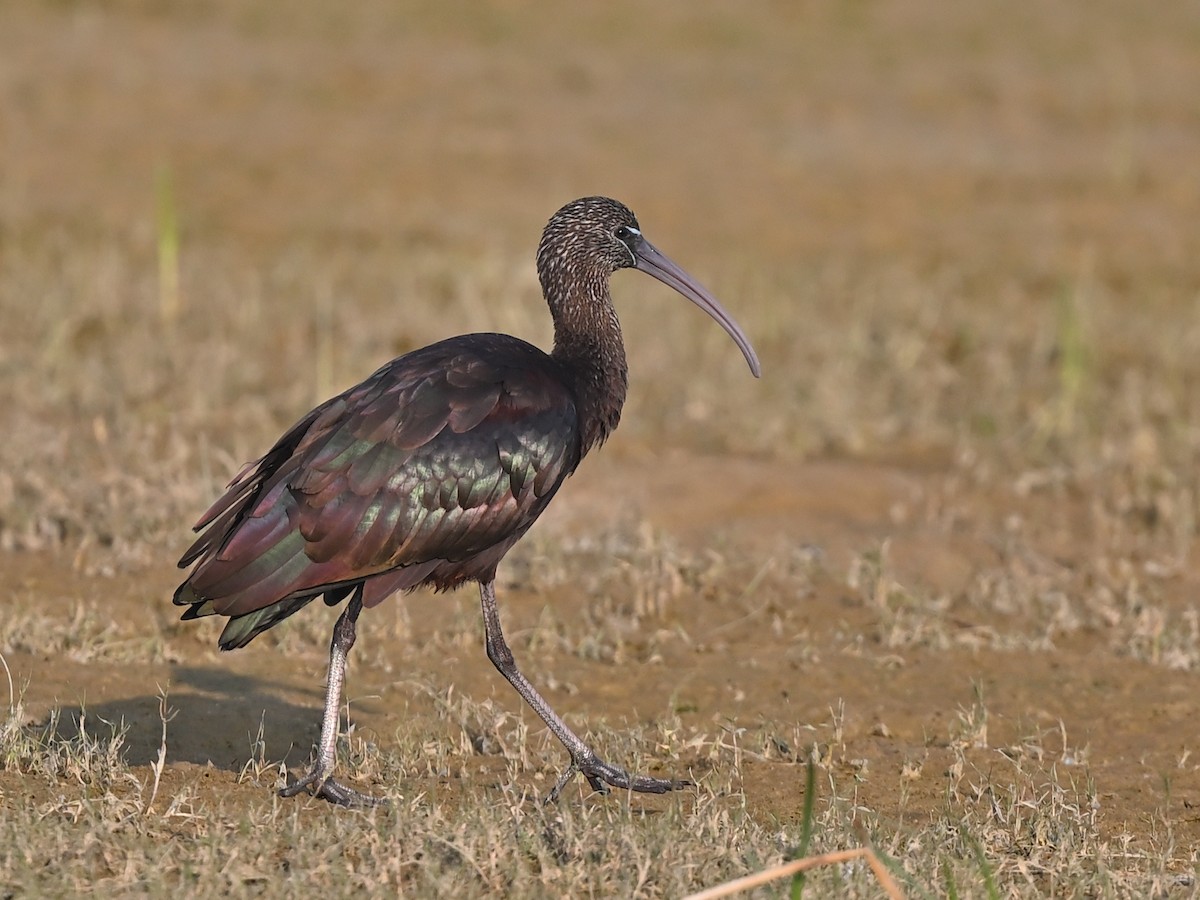 ibis hnědý - ML636020678