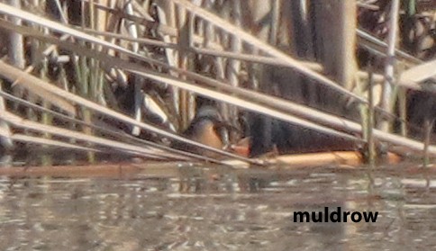 Virginia Rail - ML636020751