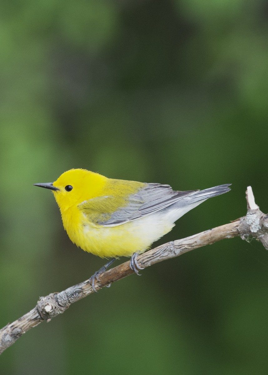 Prothonotary Warbler - ML636020831