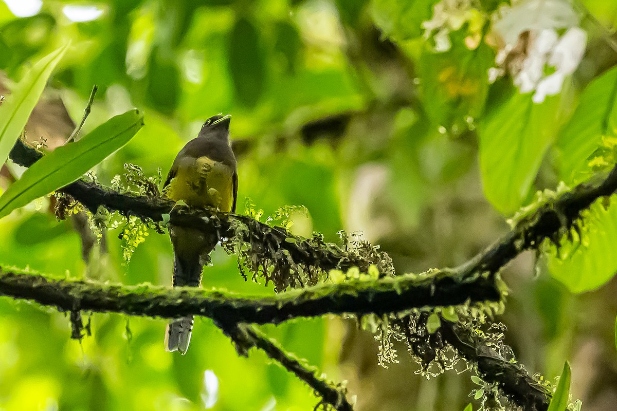 Choco Black-throated Trogon - ML636020838