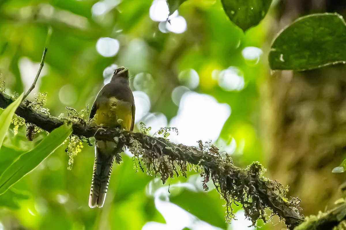 Choco Black-throated Trogon - ML636020839