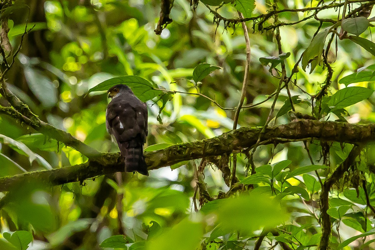 Tiny Hawk - ML636020857