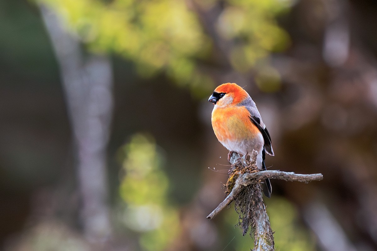 Red-headed Bullfinch - ML636020864