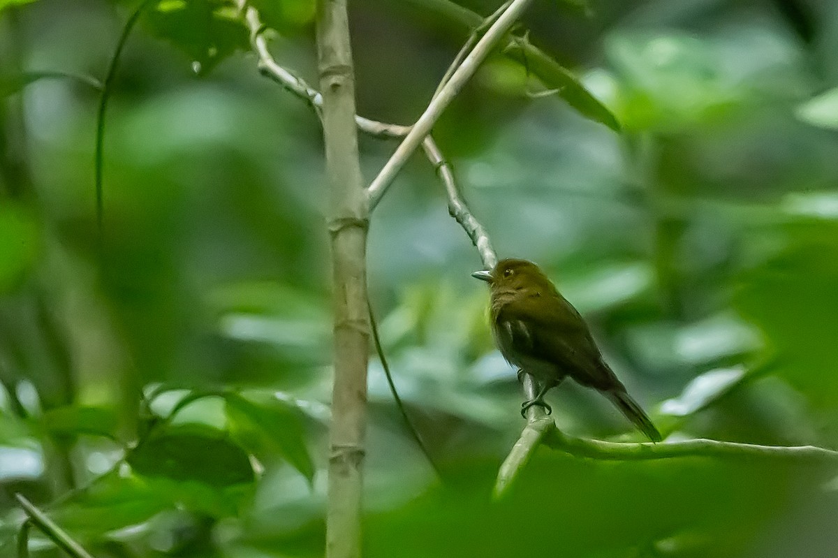 Sapayoa - ML636020871