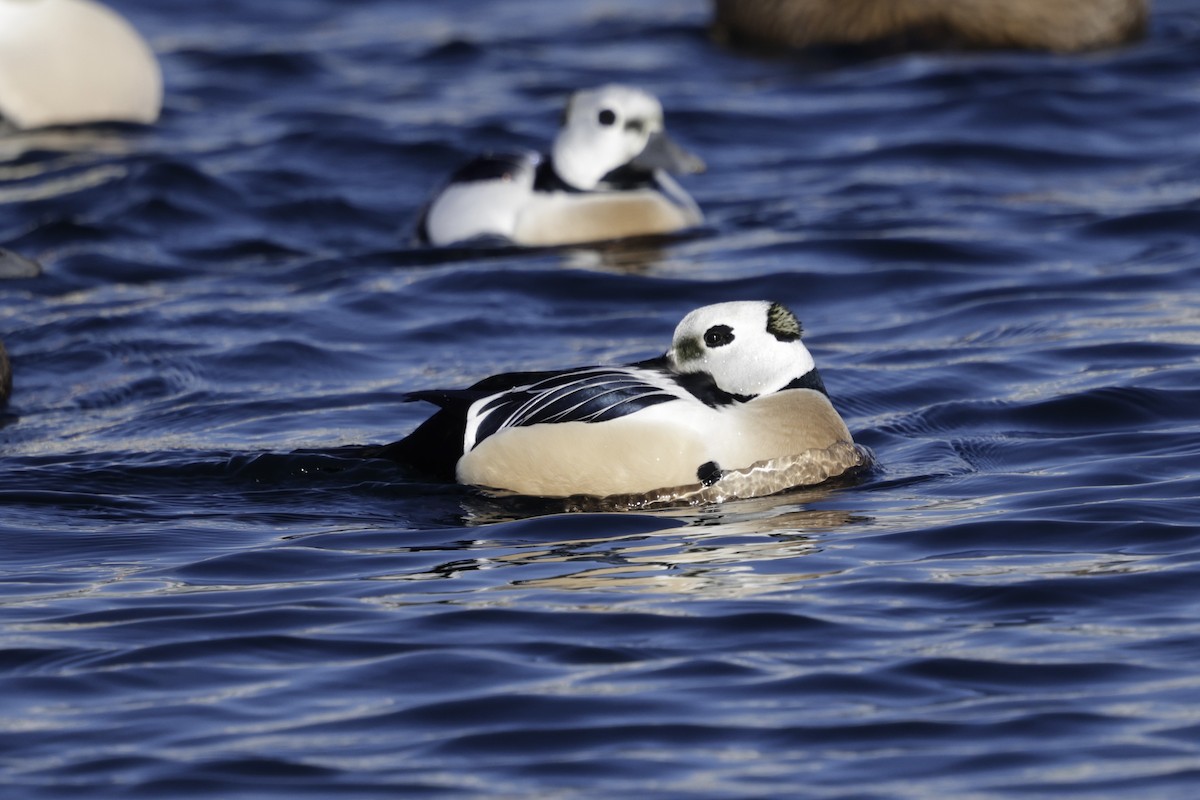 Steller's Eider - ML636020895