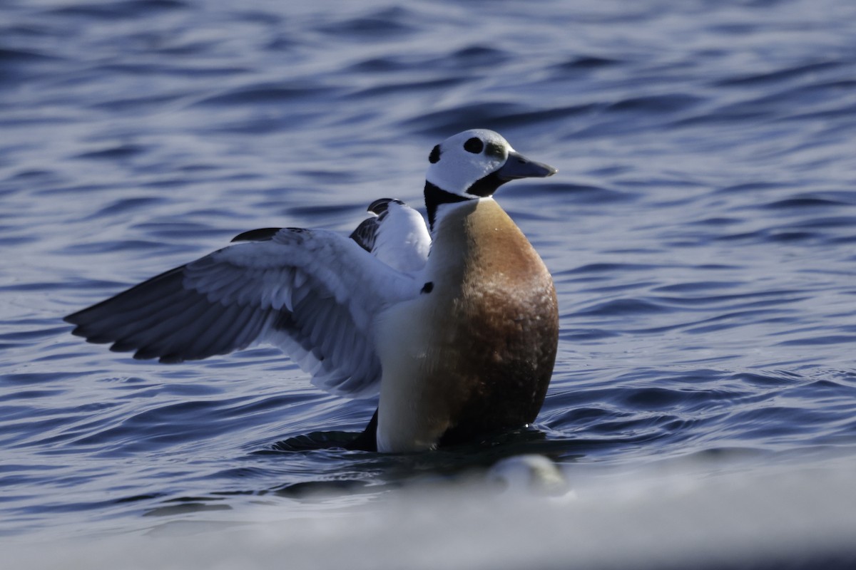 Steller's Eider - ML636020896