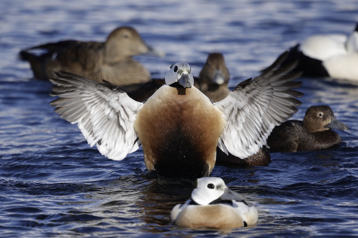 Steller's Eider - ML636020897