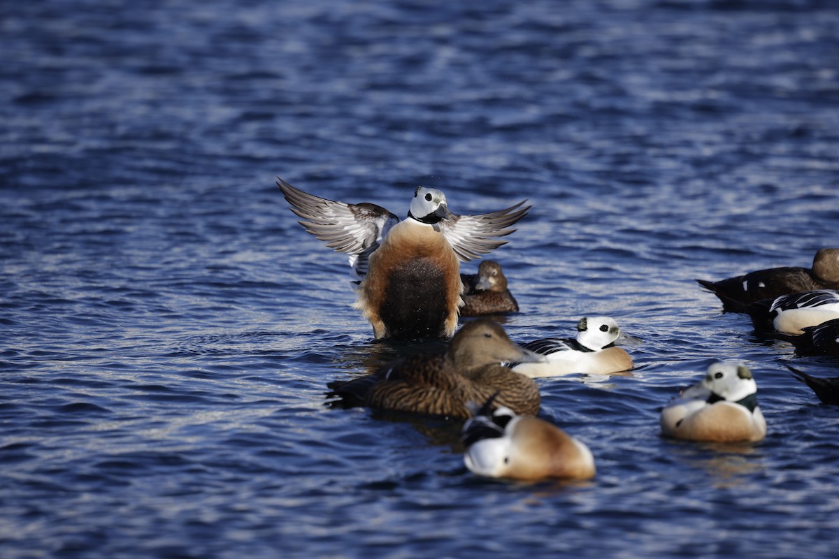 Steller's Eider - ML636020899