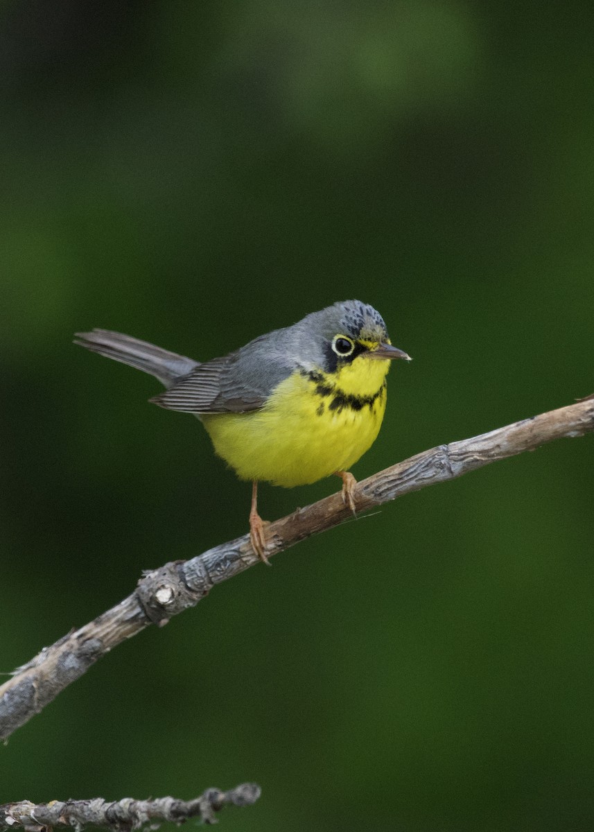 Canada Warbler - ML636020900