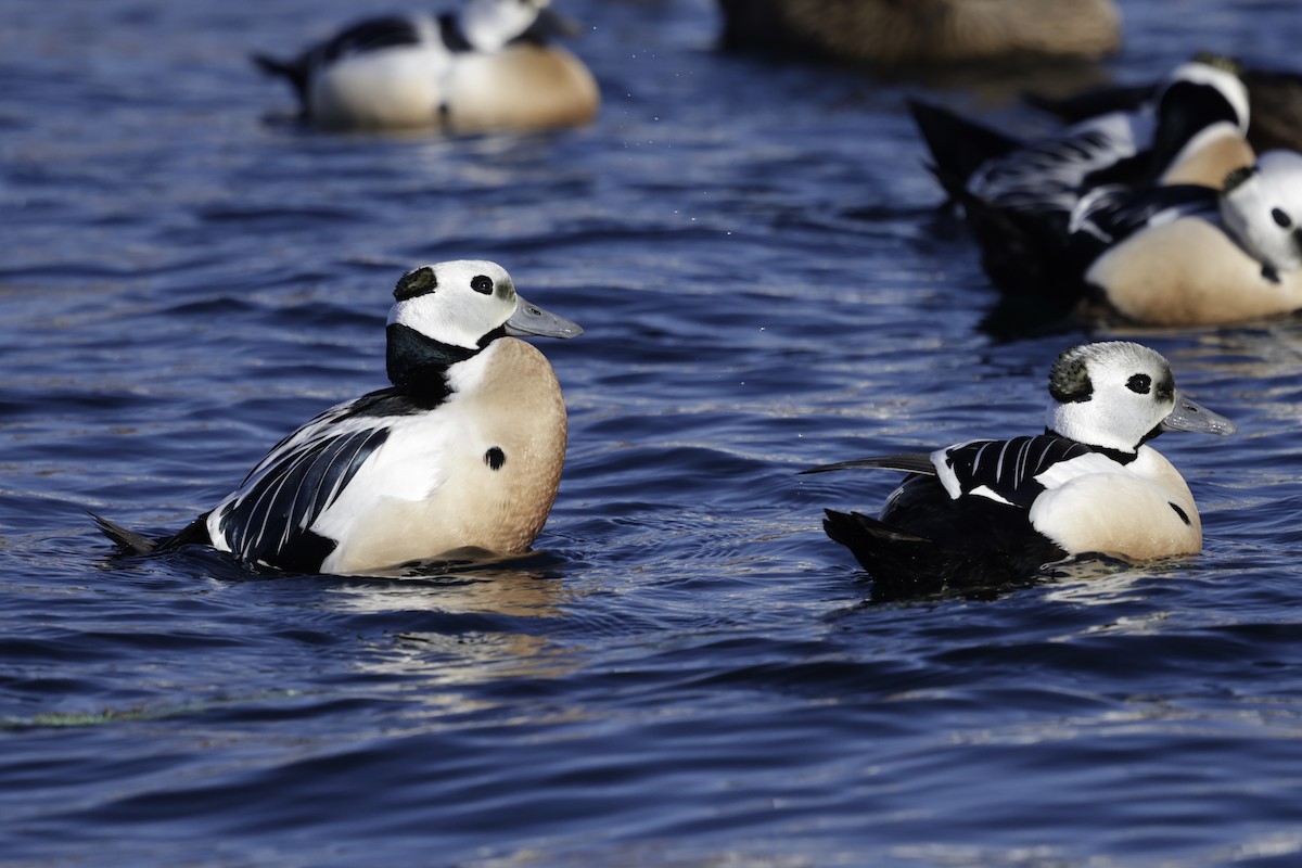 Steller's Eider - ML636020905