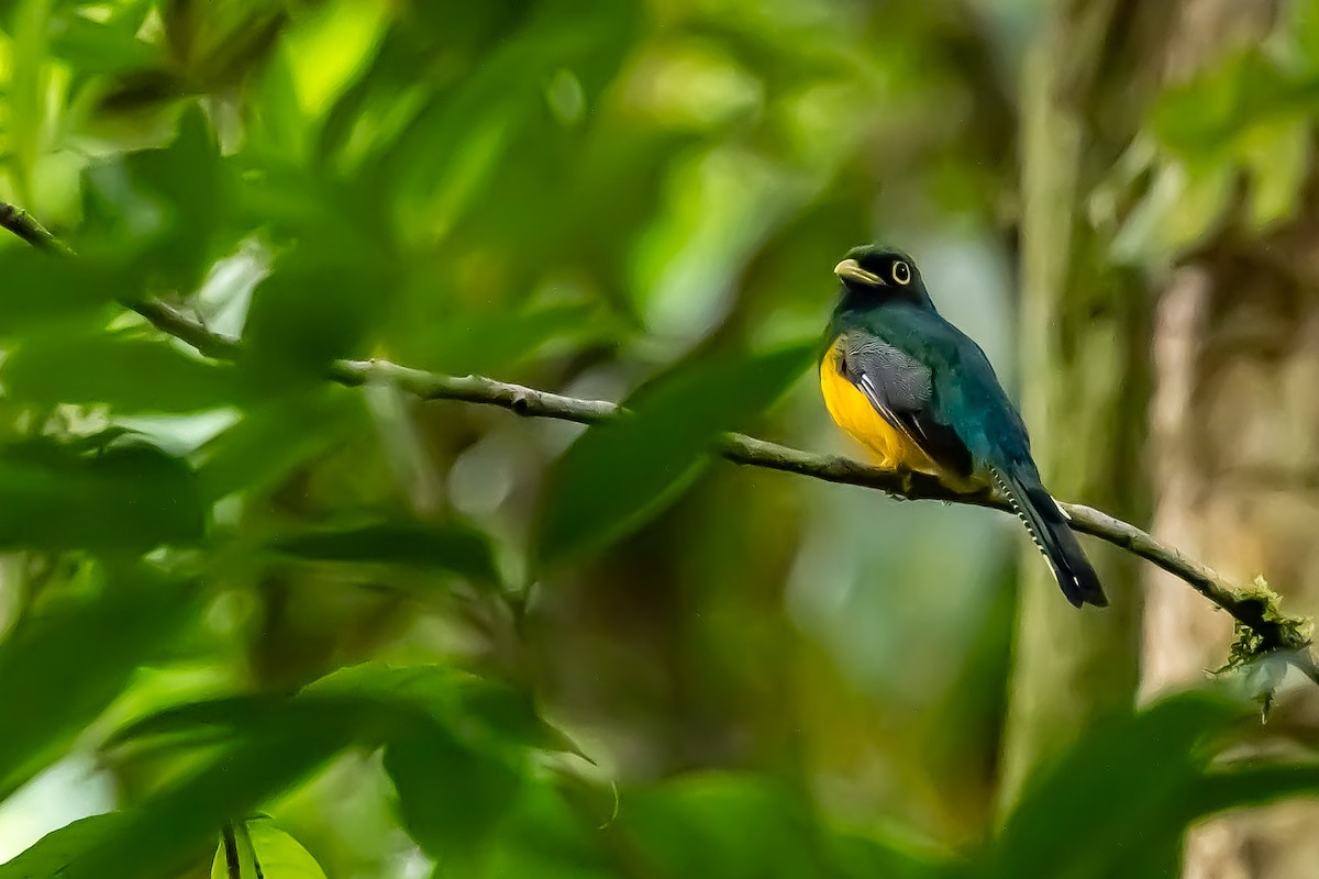 Choco Black-throated Trogon - ML636020908