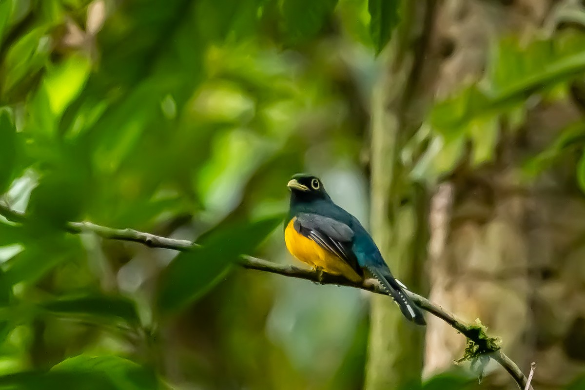 Choco Black-throated Trogon - ML636020909