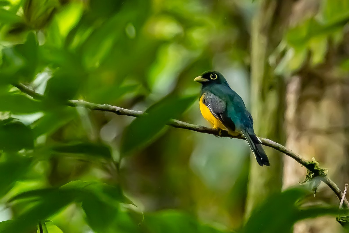 Choco Black-throated Trogon - ML636020911