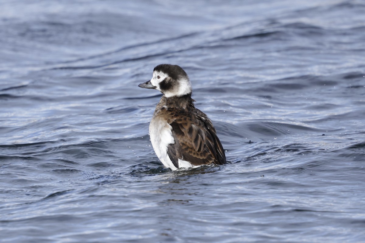 Long-tailed Duck - ML636020943