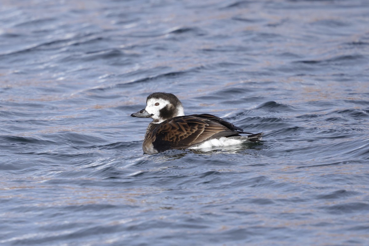 Long-tailed Duck - ML636020944