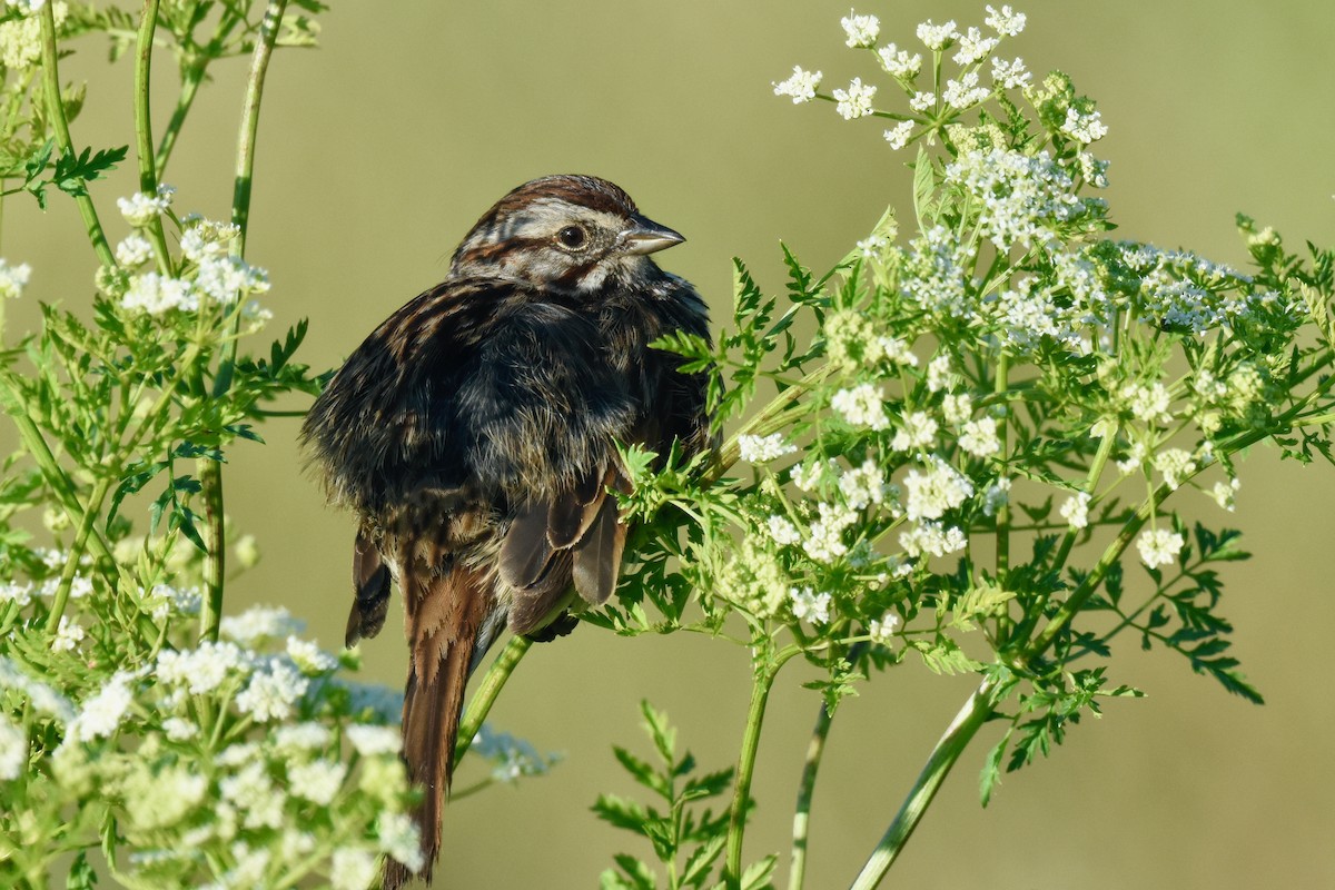 Song Sparrow - ML636020947