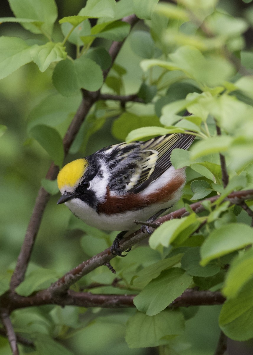 Chestnut-sided Warbler - ML636020955