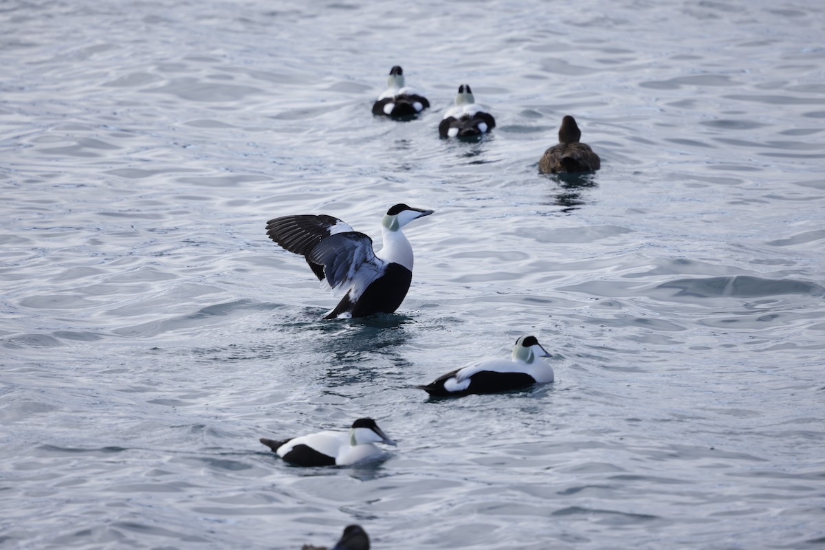 Common Eider - ML636020968