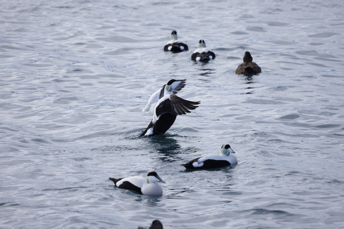 Common Eider - ML636020972