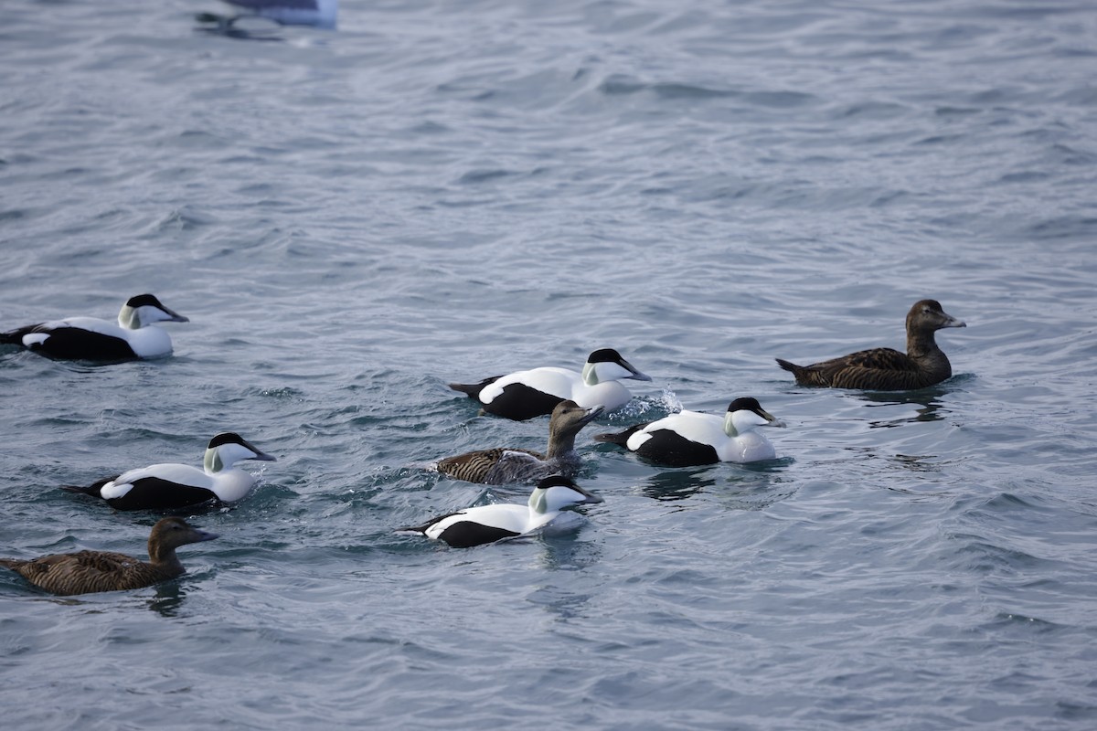 Common Eider - ML636020973