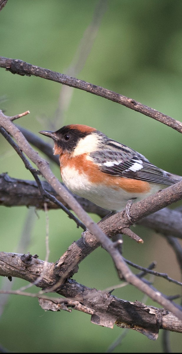 Bay-breasted Warbler - ML636020978