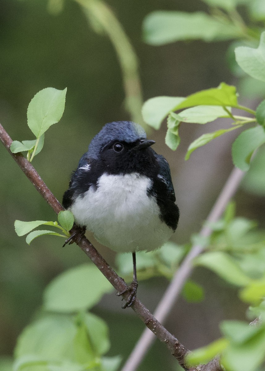 Black-throated Blue Warbler - ML636020998