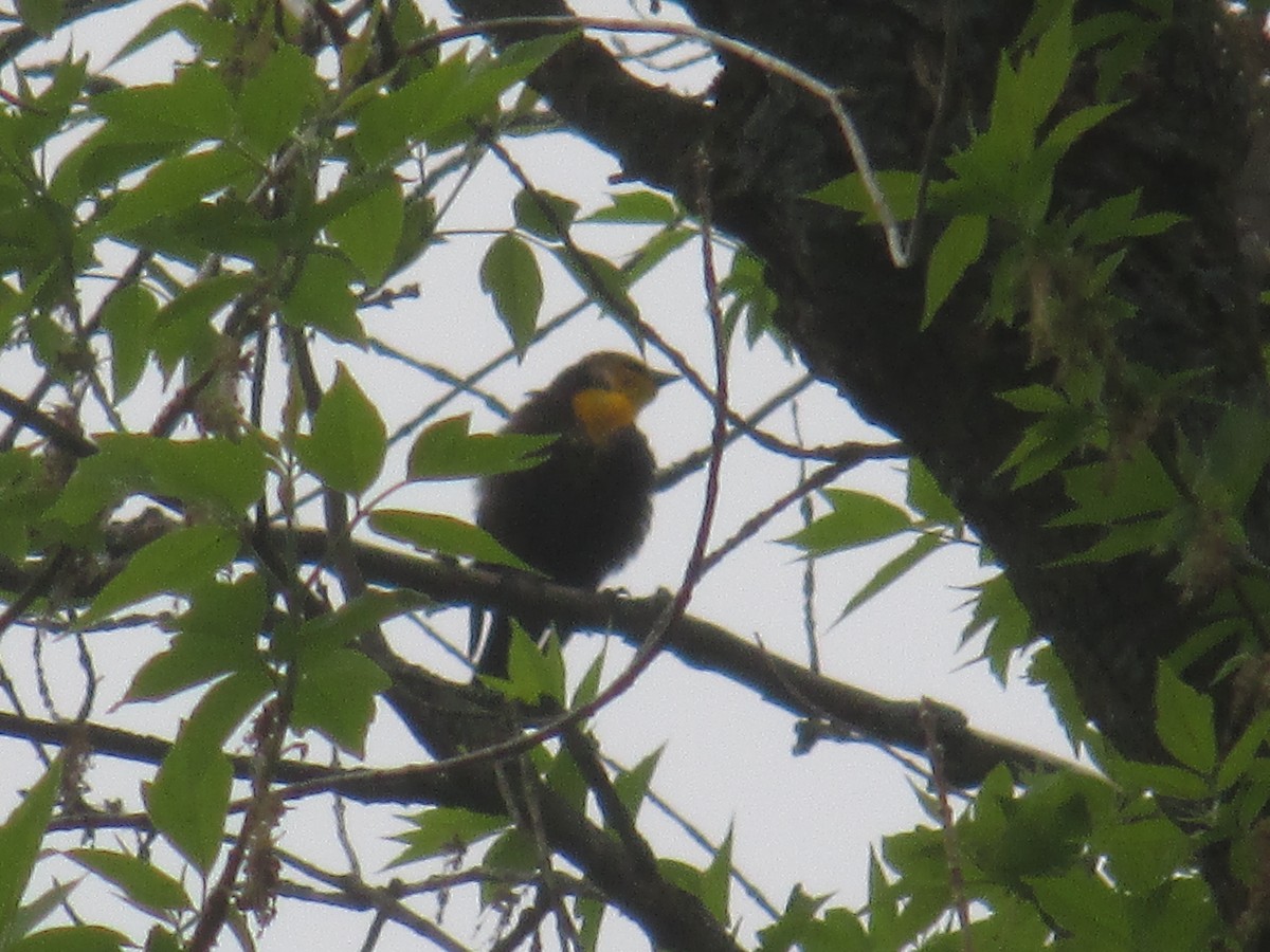 Yellow-headed Blackbird - ML636021007